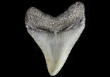 Juvenile Megalodon Tooth - South Carolina #74246-1